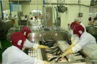 Автоматическая линия по переработке сайры, сельди, скумбрии. CHHDVS-1 (CHAMCO, Ю.Корея)