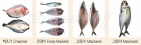 Филетировочная машина CHBOA-60 (Ю. Корея)